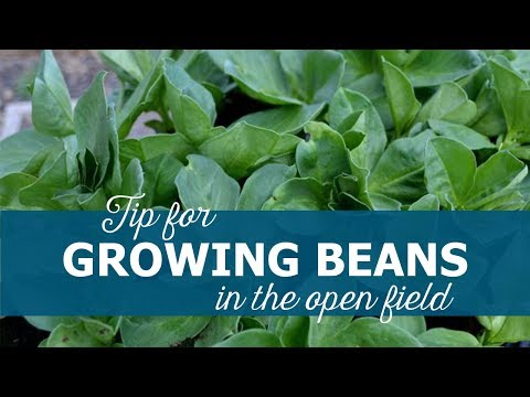 Video: Yellow Wax Bean Care: Odla Cherokee Wax Beans i trädgården