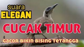 suara lantang cucak timor, cocok buat pemancing