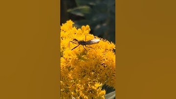 Spined Assassin Bug On Goldenrod Flowers! #beneficialinsects #goldenrod #incredibleinsects #shorts