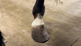 How to shoe a horse using resin - Amazingly satisfying 