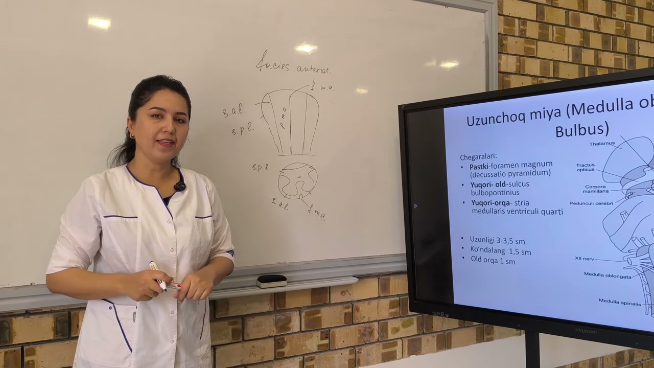 Uzunchoq miya anatomiyasi, Medulla oblongata