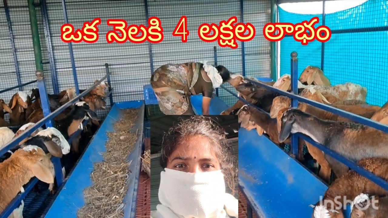 పొట్టెల్లకు నులిపురుగుల(Dworming) నివారణ ఎన్నిరోజులకు ఒక్కసారి ఇవ్వాలో తెలుసా? #plz like🙏