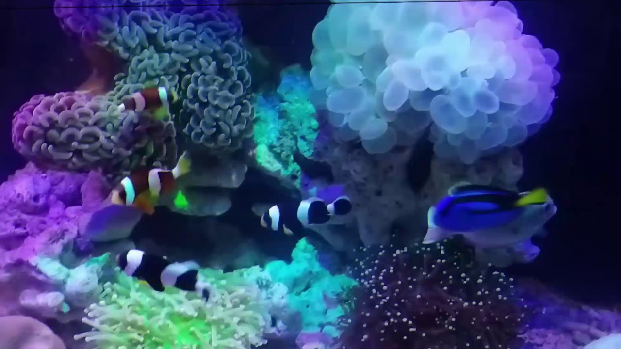 Reef fish tank - with fun rock music