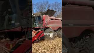 Special Edition Retro Case Ih 7150 Combine Harvesting Corn