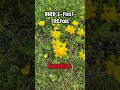 Bird's Foot Trefoil - Invasive Wildflower #Shorts