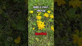 Bird's Foot Trefoil - Invasive Wildflower #Shorts