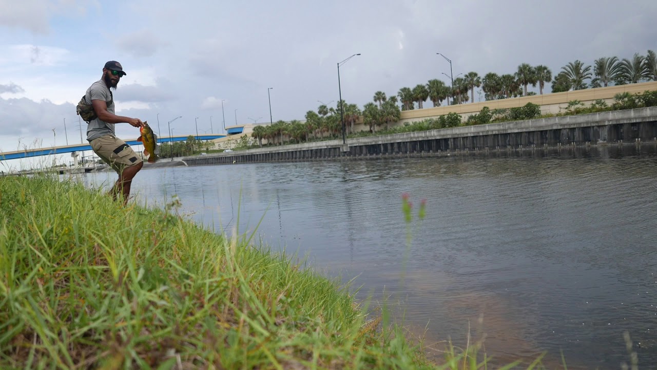 Peacock Bass on Star Rods Stellar Lite