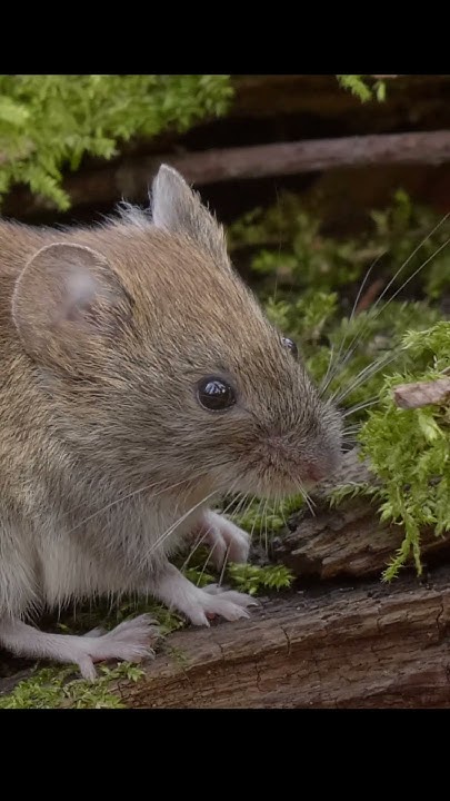 Лесная мышь. Wood mouse. #shots #wildlife - YouTube