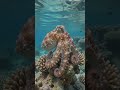 🐙 This Animal Can Disappear In Seconds 😱 #shorts #facts