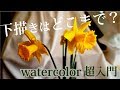 水彩画の下描きスケッチ【水仙の花】超初心者の方へ