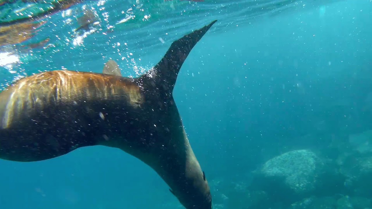 Snorkeling with Seals Montague Island YouTube