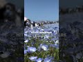 Nemophila in Japan