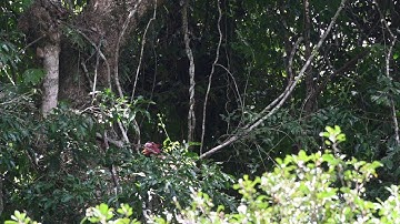 Helmeted Hornbill male