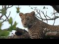 Roar, Stalk, Sprint - A morning with lions and leopards - SafariLIVE Sunrise - 30 May 2026