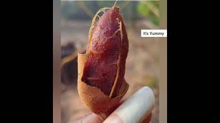 Summer Season Fruits