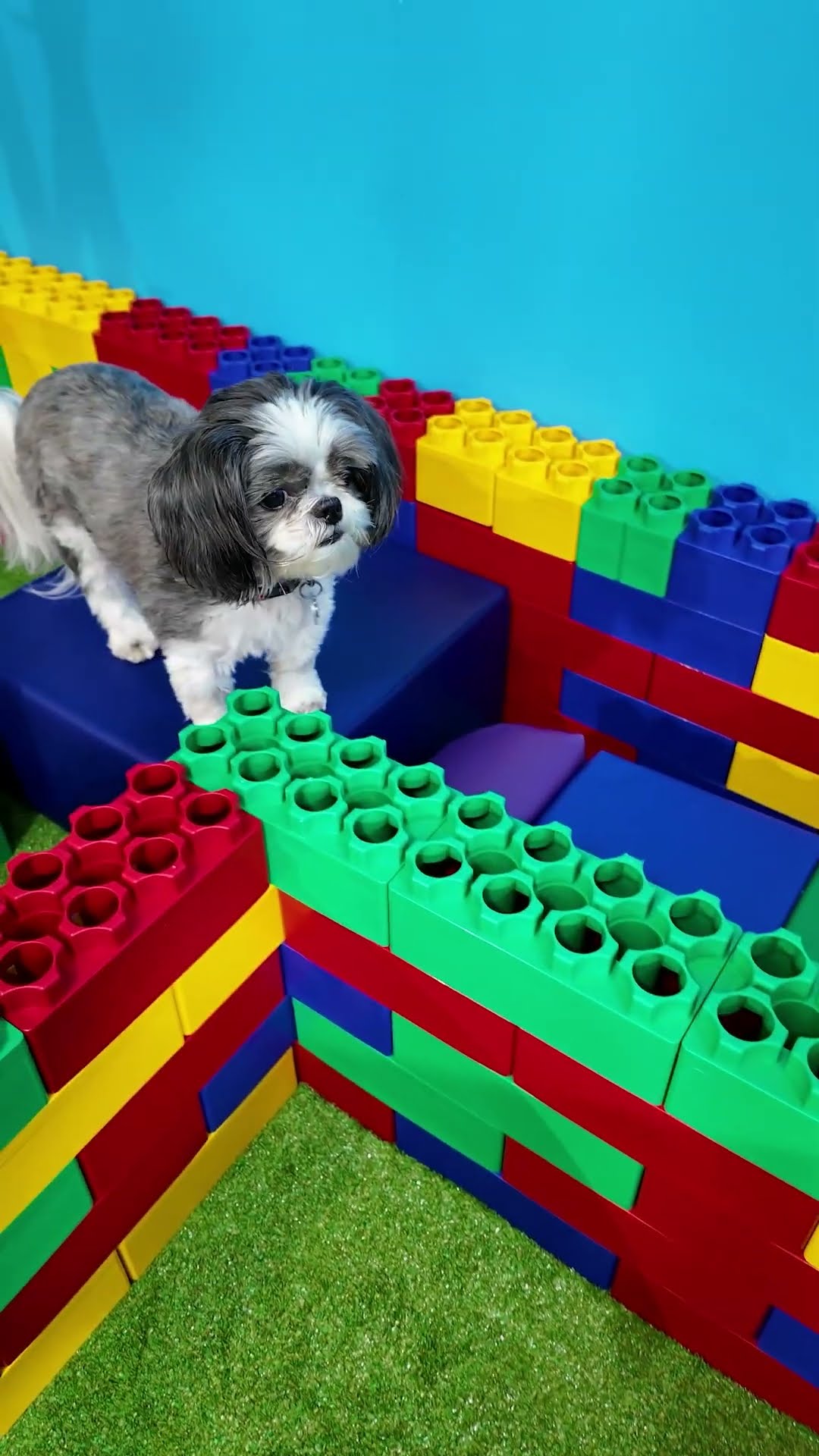 Waggles runs through the Doggy Obstacle Course #FamilyFun #FunnyDogs #LegoMaze