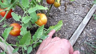 15 Tomato Tips for a Successful Tomato Garden: From Container Mix to Epsom Salt & A Bonus Tip