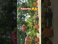 বাগানবিলাস কাটিং 💮🌸🌱 #viralvideo #gardening #gardenplant #flowerplant #subscribe #shorts #farming