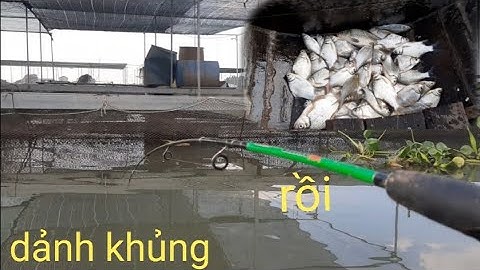 Câu cá dảnh sông tiền điểm bè huyền thoại trúng đàn cá dảnh ăn lia lịa dựt sướng tay