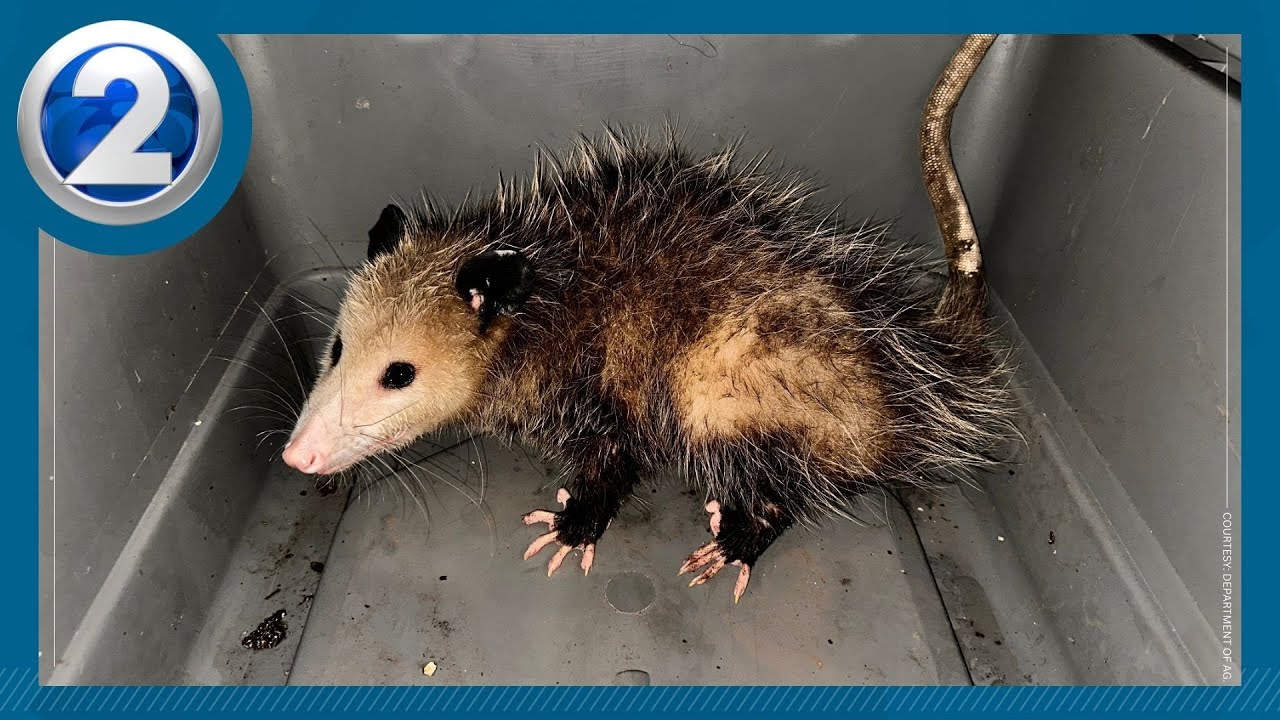 Opossum found in van at Maui car dealership: DAB
