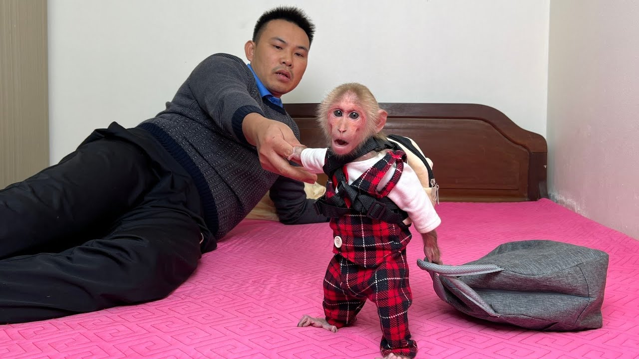 Bibi is hungry and wants his dad to take him to breakfast