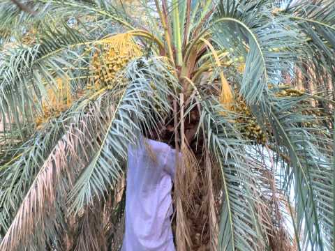 مرت ليالي ليالي النوم أبالي