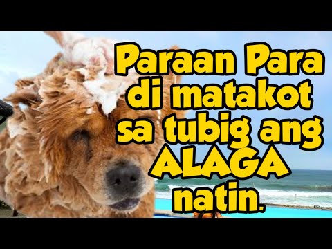 Video: Paano Maligo Ang Iyong Tuta