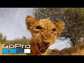 GoPro: Top 10 Animal Encounters