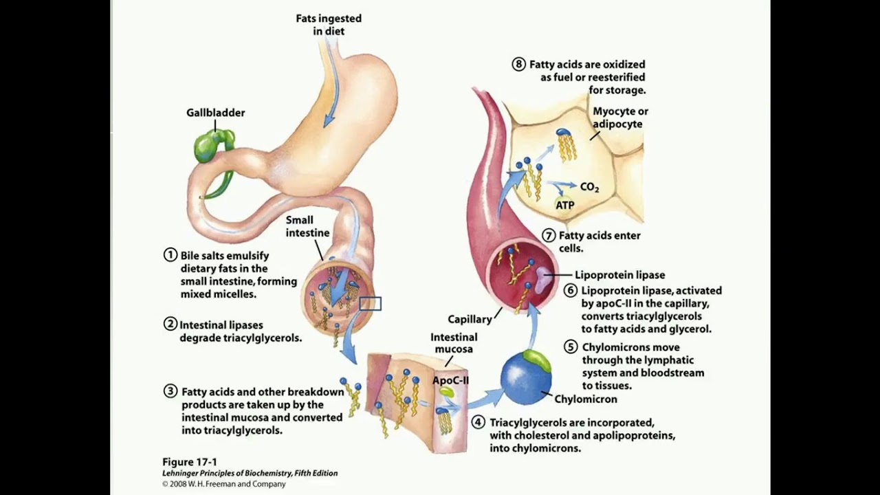Транспорт жиров в организме