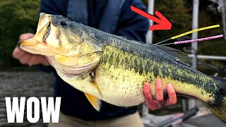 This Bass STUDY Forced Me To FISH Differently