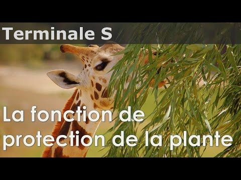 Vidéo: Défenses intéressantes des plantes – Comment une plante se défend-elle contre les prédateurs ?