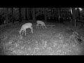 Deer Cam 7 19 2025 Deer Cam 7 19 2025