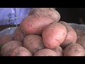 Сельхозпроизводители Волгоградской области предупредили о подорожании картофеля