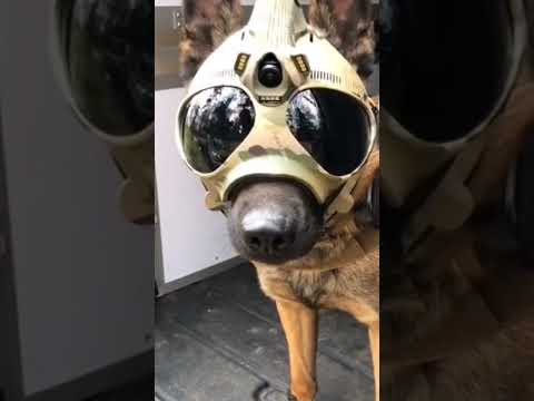 special force k9