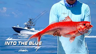 Catching Rare Queen Snapper & Tuna — Just Minutes from Home | Into the Blue