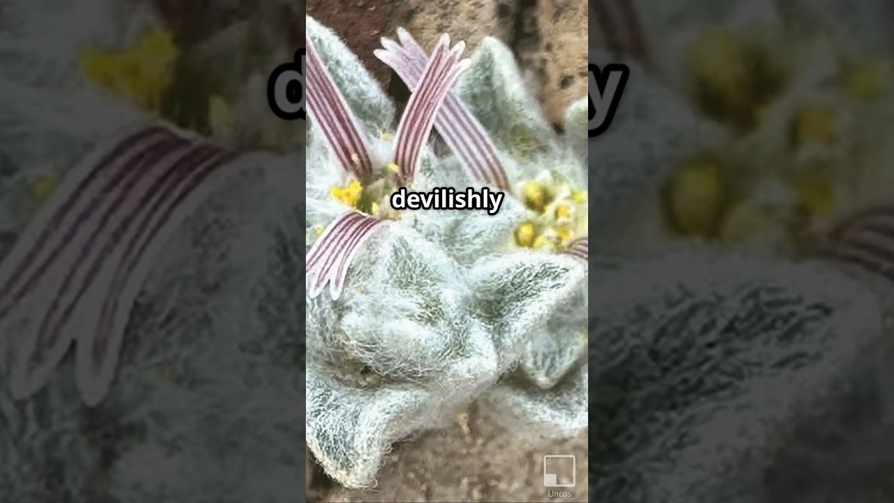 Meet the 'Woolly Devil,' the Strangest Sunflower You've Ever Seen