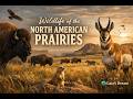 WILDLIFE OF THE NORTH AMERICAN PRAIRIE: JOURNEY INTO THE WILD HEART OF THE USA