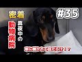 救え！動物たちの命　救急動物病院に密着！ #35 thumbnail