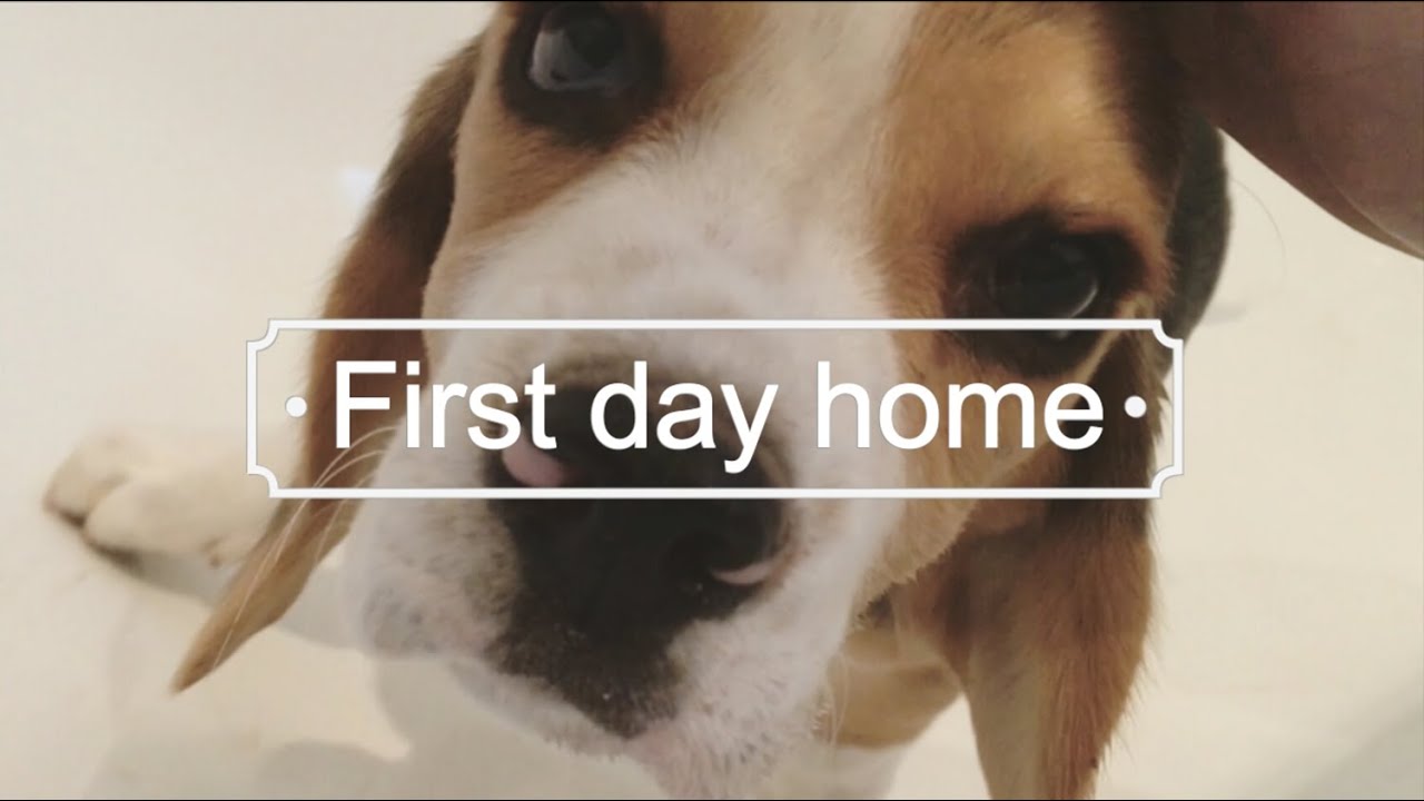 Beagle Puppy - Abby's First day home