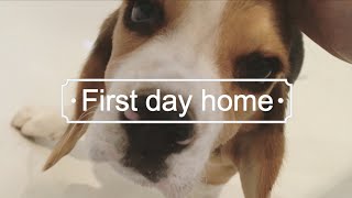 Beagle Puppy  Abby's First day home