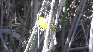 Southern Masked Weaver Building Ring