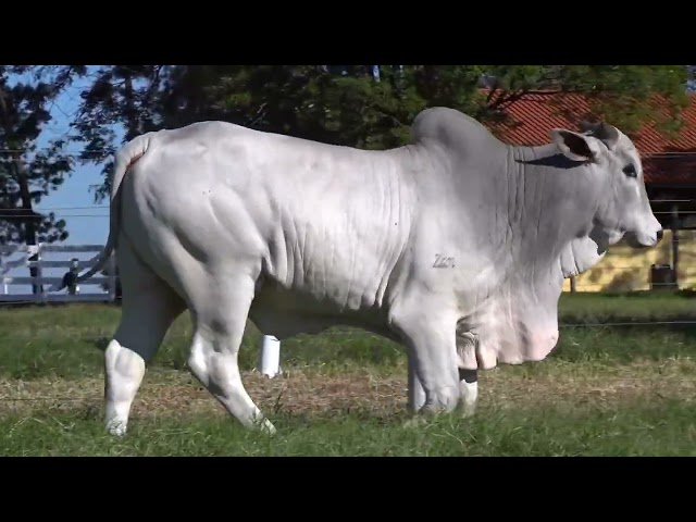 Lote 44   Leilão Touros Bela Alvorada Nelore Zan