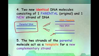 Section 12-2 DNA Replication