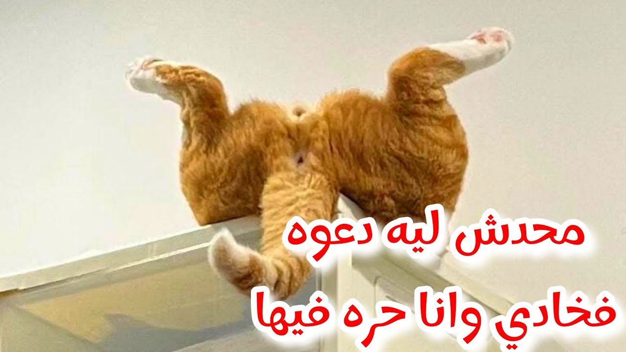 اغرب المواقف والتصروفات للقطط والحيوانات
