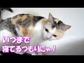 わが家の猫ネコ吉の一日はこうして始まります‥
