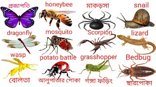 কীটপতঙ্গের নাম শিখুন | Learn name of insects in Bengali & English | insects name for kids | 2023