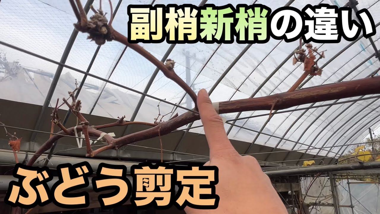 ぶどう1-2年生の剪定〜初心者必見！！副梢と新梢の違い〜2023-12-21