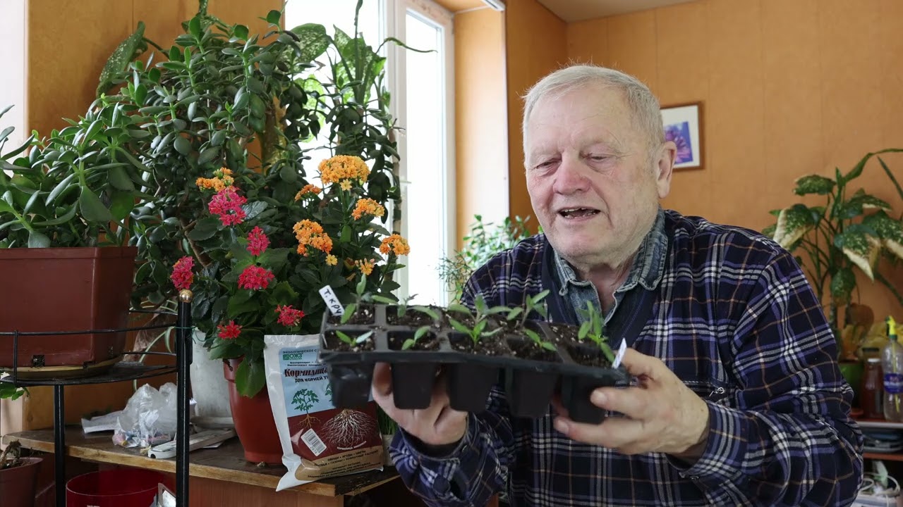 Микориза! Как вырастить самому вместе с АКЧ и Корейским картофельным супом.