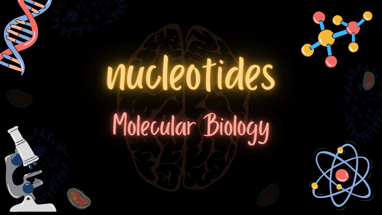 Nucleotides - النكليوتيدات - Molecular biology - تعلم بالعربي