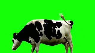 GREEN SCREEN REAL COW !!!!! #greenscreen @VfxKarki_ @vfxhd @vfxnaveed @GSA @GreenScreenBrasil